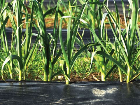 Rows of young pearl onion plants growing through black plastic mulch in a sunlit field