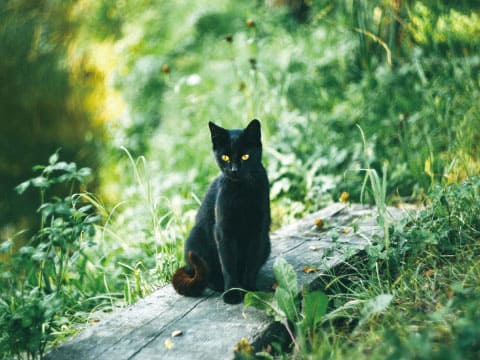 Black cat with yellow eyes sitting on a wooden plank surrounded by green grass and sunlit foliage
