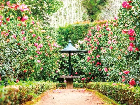 Garden path lined with clipped hedges and shrubs covered in pink and red blooms, leading to a wooden bench under a small canopy