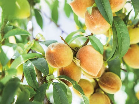 Ripe orange-pink peaches hanging on a tree branch surrounded by green leaves in natural sunlight
