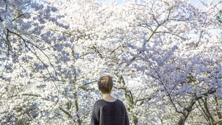 Person seen from behind, standing under cherry trees covered in white and pale pink blossoms