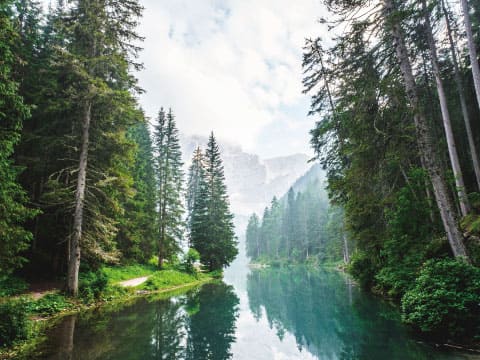 A row of tall coniferous trees lining a calm mountain river, with misty peaks visible in the background