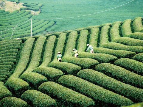 Workers in straw hats picking tea leaves among curved rows of green tea bushes on a terraced hillside plantation