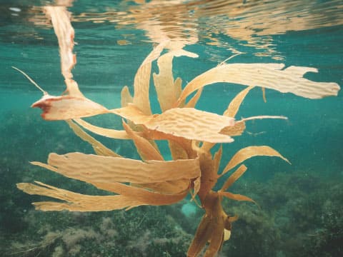 Golden-brown sugar kelp seaweed swaying underwater, with sunlight filtering through the surface of the sea
