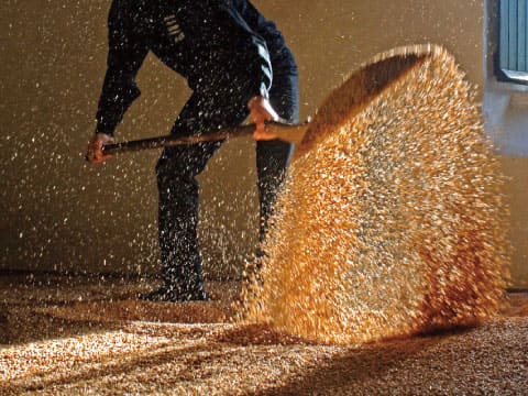 Maltman turning germinating barley with a wooden shovel on a malting floor to keep the grain evenly aerated during malting