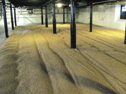 Germinating barley spread across a traditional malting floor at a whisky distillery, the first step in making malt whiskey