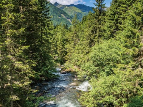 Clear mountain stream flowing over rocks through a dense green conifer forest, with sunlit peaks and blue sky in the distance