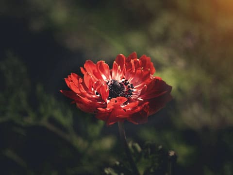 A single red anemone flower glowing in soft light against a dark green background, the flower said to have bloomed from the blood of Adonis in Greek myth